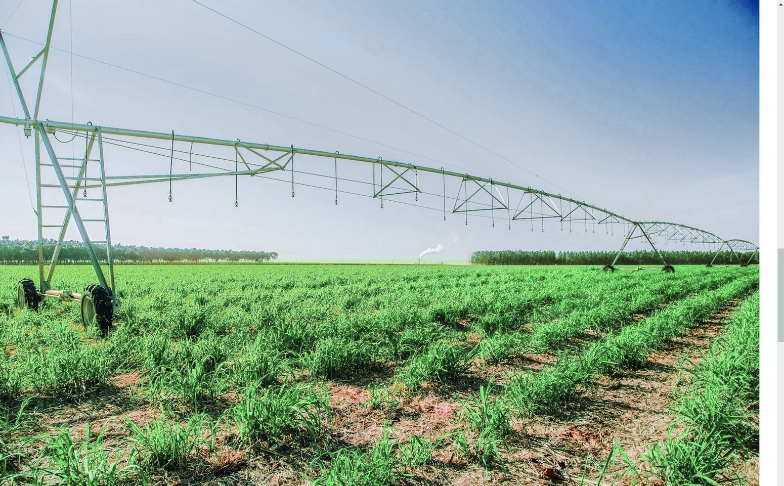 Pivô central de irrigação avançando sobre canavial verde em linhas, com céu limpo ao fundo