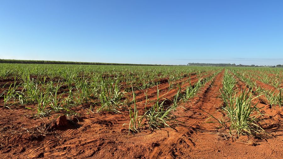 Sulcos de plantio de cana em solo vermelho, com as mudas brotando em linhas