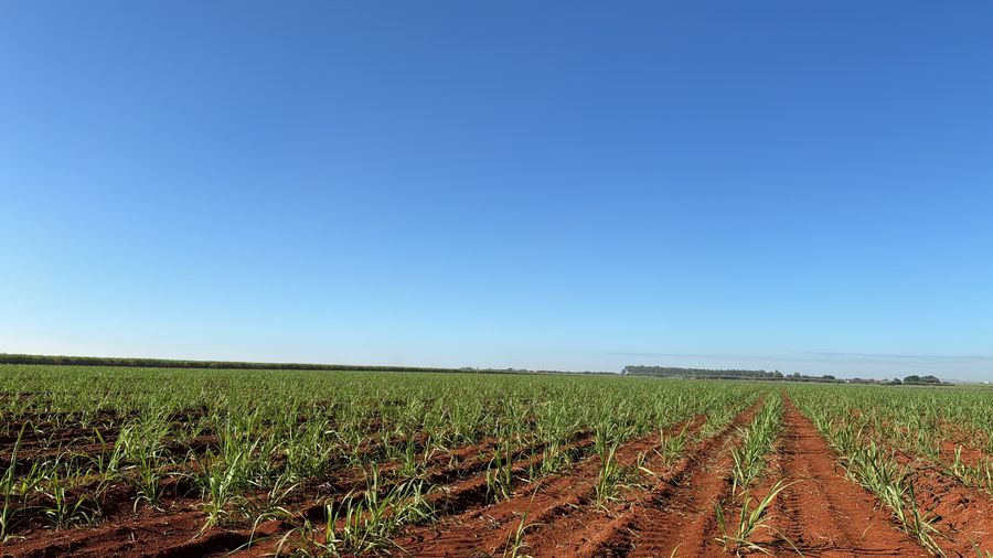 Canavial jovem em linhas até o horizonte, sob céu azul limpo