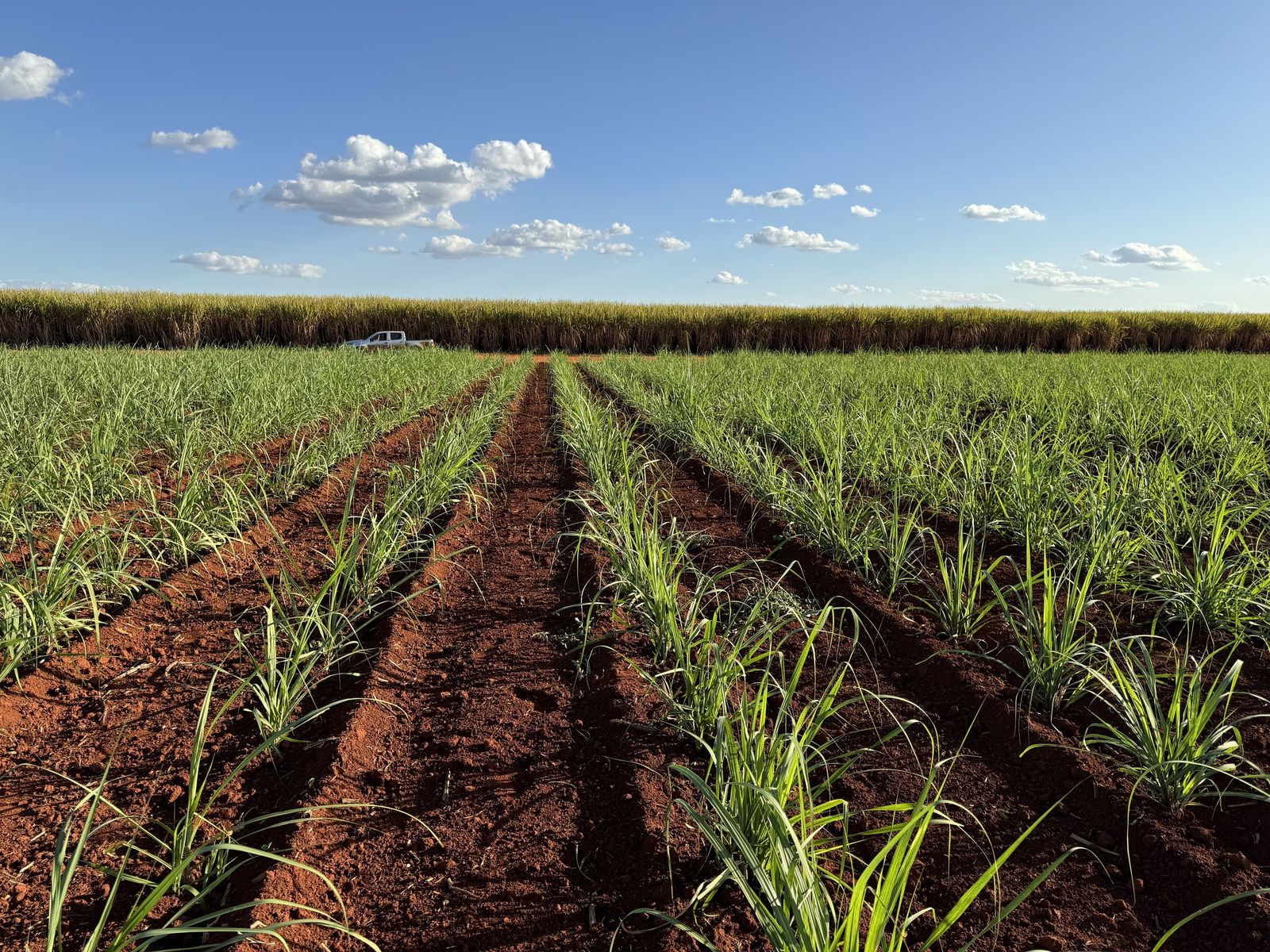 Canavial em formação com sulcos de plantio em solo vermelho, canavial adulto na linha do horizonte e céu azul de poucas nuvens