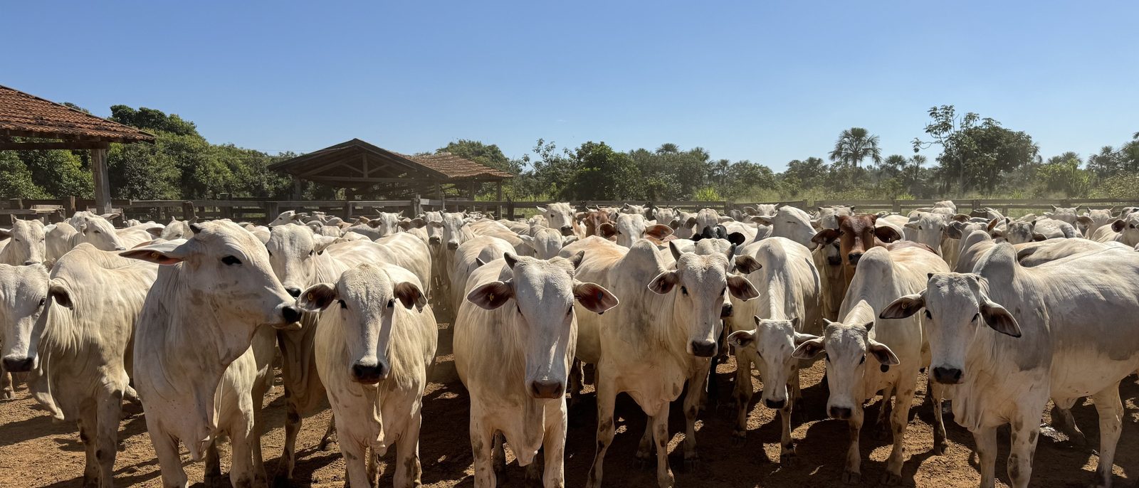 Rebanho Nelore reunido no curral de madeira, com os animais da frente olhando para a câmera, currais cobertos e a mata do cerrado ao fundo