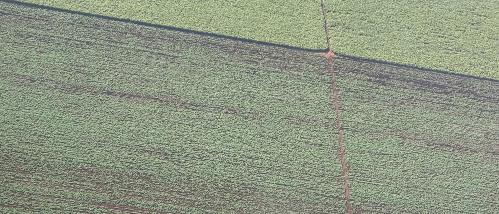 Vista aérea fechada sobre canavial adulto, com as linhas de plantio desenhando a textura do talhão e um carreador de terra vermelha cortando a lavoura