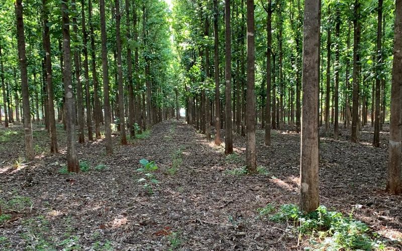 Corredor entre as linhas de um talhão de eucalipto, com os troncos retos alinhados e o chão coberto de folhas secas