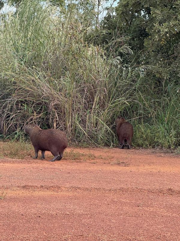 Duas capivaras pastando na beira de uma estrada interna de terra vermelha