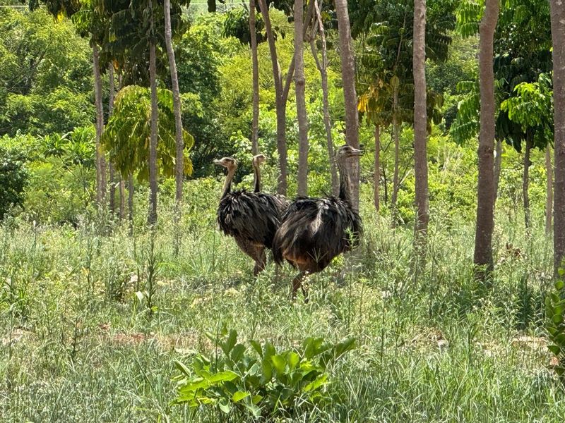 Três emas caminhando pela vegetação baixa entre as árvores de um plantio