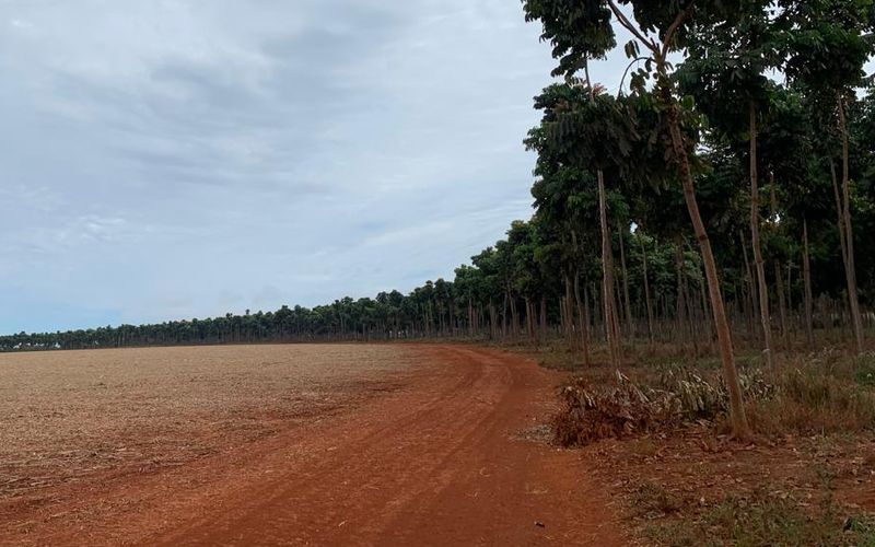 Estrada de terra vermelha entre um talhão de mogno jovem à direita e um talhão de cana recém-colhido à esquerda