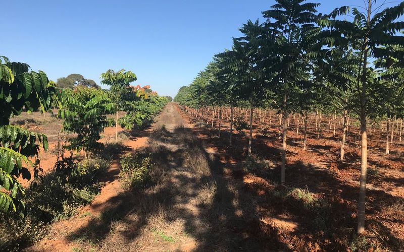Corredor de terra entre duas linhas de plantio jovem, mogno africano de um lado e cedro australiano do outro, com sombras longas no chão