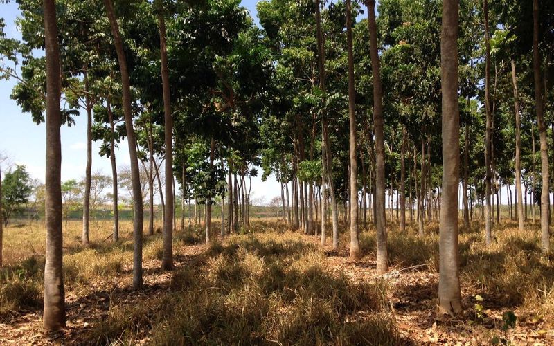 Talhão adulto de mogno africano com troncos retos e claros e o chão coberto de serrapilheira