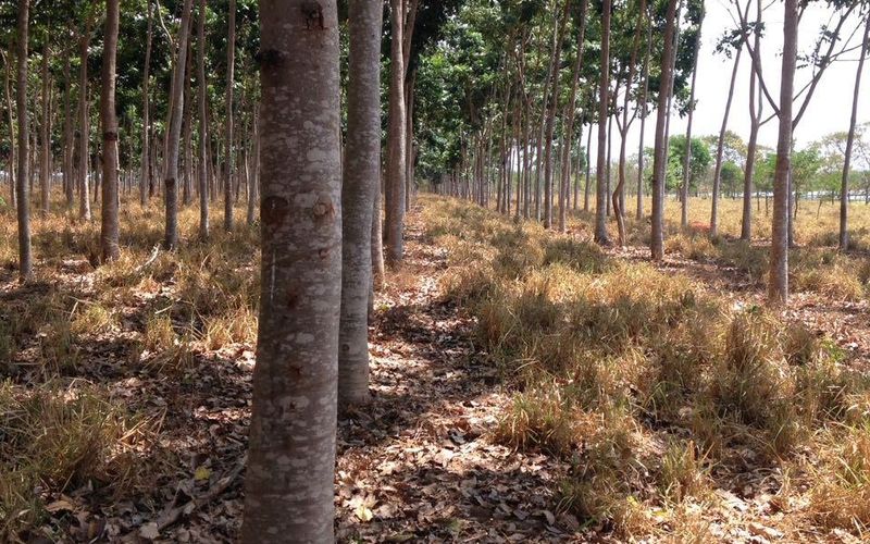 Tronco de mogno africano em primeiro plano, com as linhas do plantio ao fundo