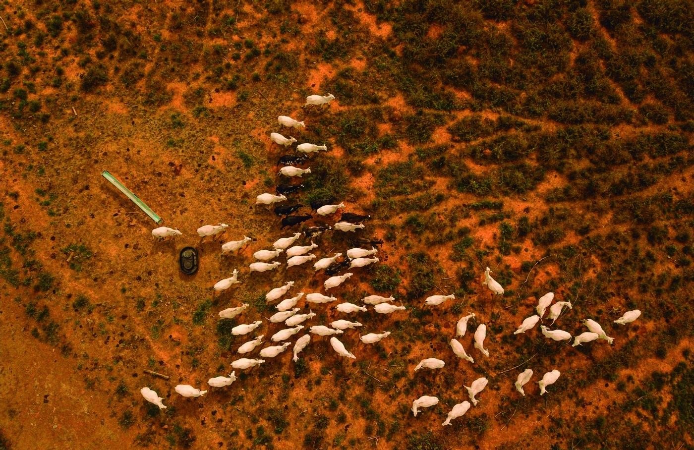 Rebanho Nelore visto de cima, espalhado sobre pasto de solo vermelho ao redor do bebedouro e do cocho
