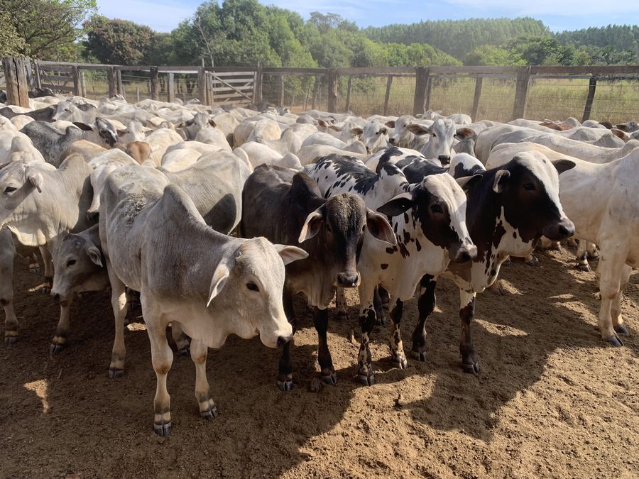 Rebanho Nelore reunido no curral, com os animais da frente olhando para a câmera