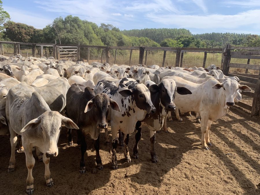 Bezerros e novilhas no curral, cercados pela mata ao fundo