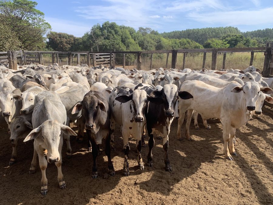 Rebanho Nelore no curral de madeira, com árvores e pasto ao redor