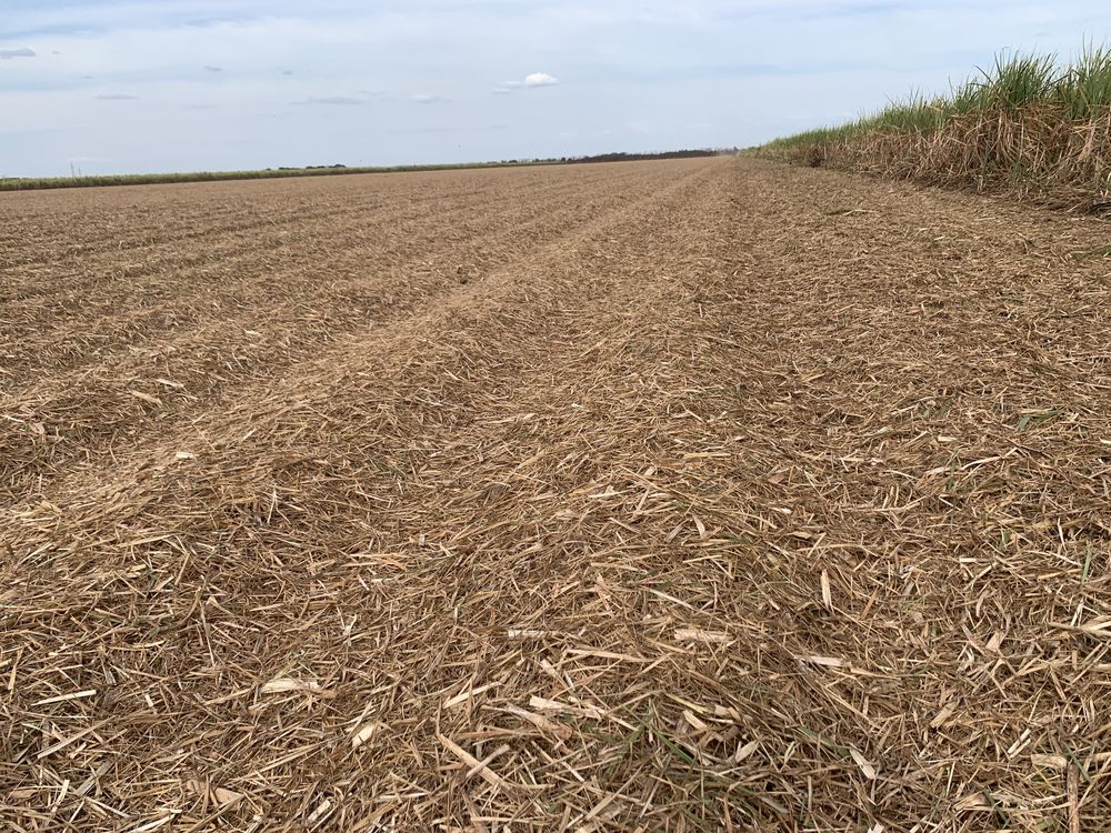 Talhão coberto por palhada seca de plantio direto, com o canavial ao fundo