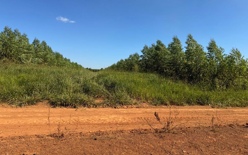 Renques de eucalipto jovem com braquiária crescendo entre as linhas, sistema silvipastoril, e estrada de terra em primeiro plano