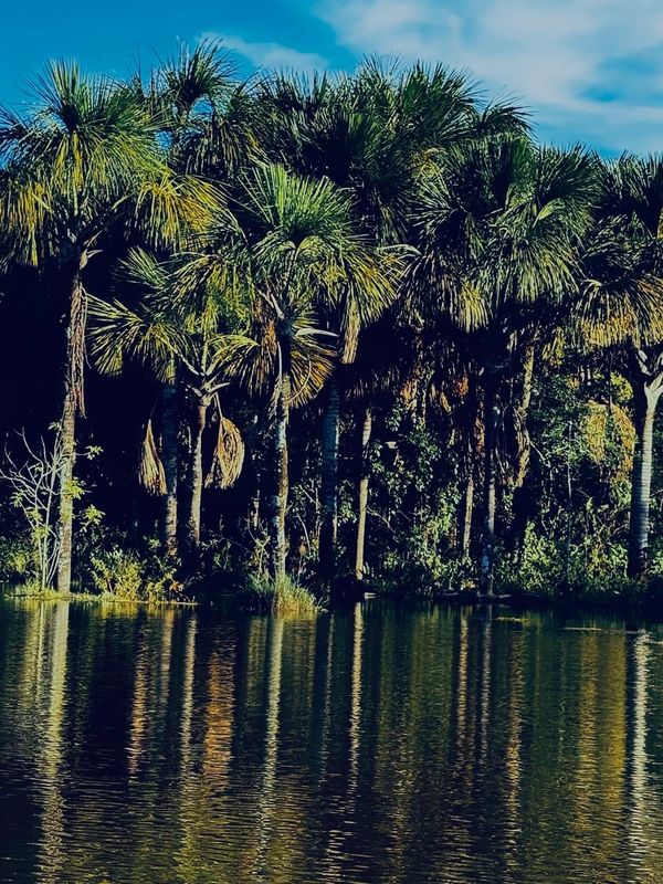 Buritis de uma vereda refletidos na água parada, sob céu azul